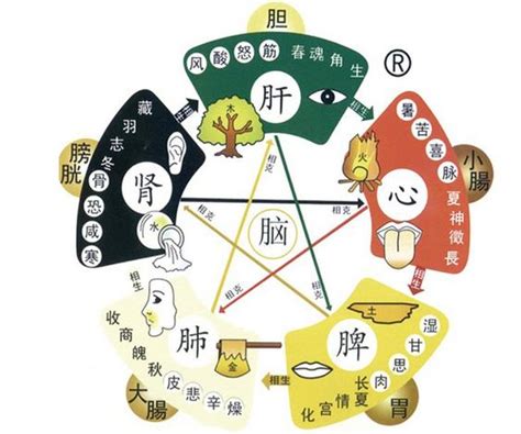 身體五行|中醫知識 